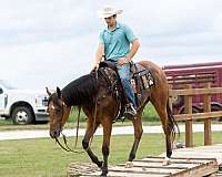 show-hack-quarter-horse