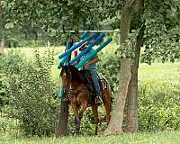 trail-quarter-horse