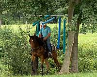 trail-riding-quarter-horse