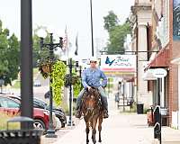 western-riding-quarter-horse