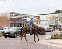 working-cattle-quarter-horse