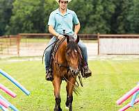 ranch-versatility-quarter-horse