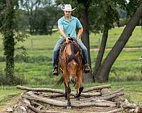 ranch-work-quarter-horse