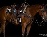 athletic-quarter-horse