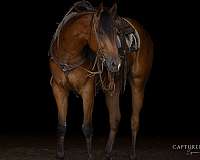 flashy-quarter-horse
