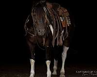 athletic-draft-horse