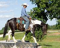 beginner-draft-horse