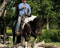 driving-draft-horse
