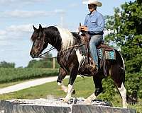 flashy-draft-horse