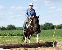kid-safe-draft-horse