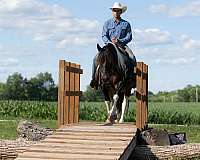 ridden-english-draft-horse