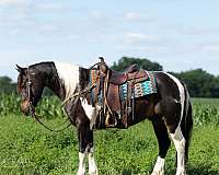 trail-draft-horse