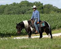trail-riding-draft-horse