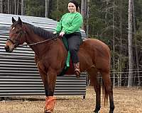 thoroughbred-horse-for-sale