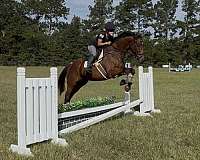 thoroughbred-horse