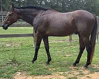thoroughbred-gelding