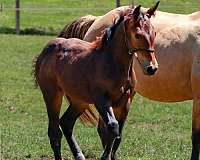 bay-aws-filly