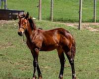 brabant-filly