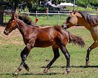 aws-filly