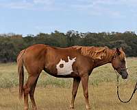 paint-filly