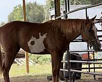 paint-horse-for-sale