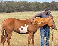 paint-horse
