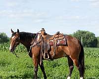 athletic-quarter-horse