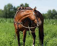 flashy-quarter-horse