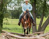 performance-quarter-horse