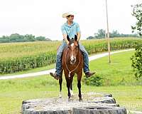 ranch-quarter-horse