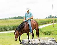 ranch-versatility-quarter-horse