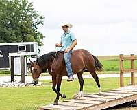 ranch-work-quarter-horse