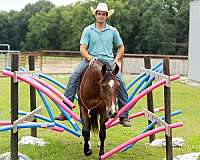 roping-quarter-horse