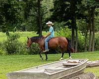 show-quarter-horse