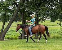 trail-quarter-horse