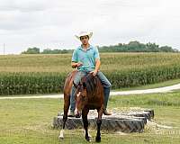 working-cattle-quarter-horse
