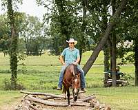 western-riding-quarter-horse