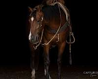 youth-quarter-horse