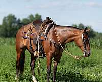 bay-quarter-horse-gelding