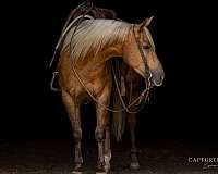 athletic-quarter-horse