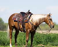 calf-roping-quarter-horse