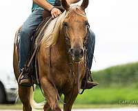 husband-safe-quarter-horse