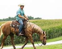performance-quarter-horse