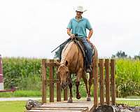 ranch-quarter-horse