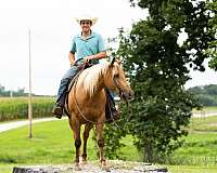 ranch-versatility-quarter-horse