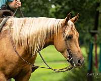 ranch-work-quarter-horse