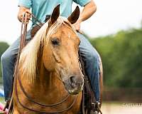 roping-quarter-horse