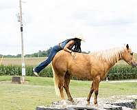 trail-quarter-horse