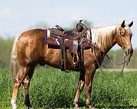 western-riding-quarter-horse