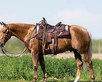 working-cow-quarter-horse